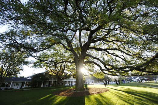 Meeting Spot: The magnificent 150-year-old oak tree in front of the clubhouse