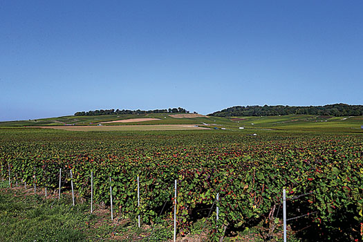 The endless vineyards of Champagne, northeastern France