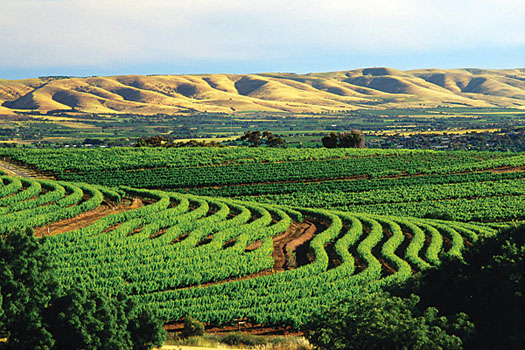 McLaren Vale vineyards in South Australia