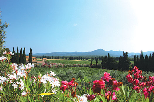 Bolgheri vineyards