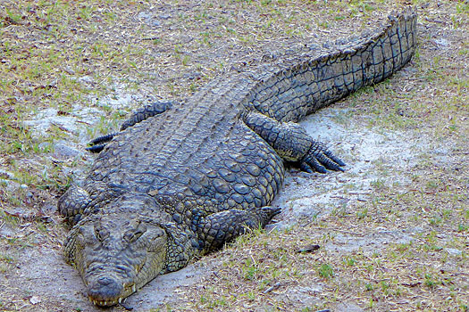 The hole’s famous ‘croc pit’ features more than one of these rather unfriendly residents