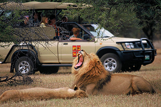 On safari at Pilanesberg