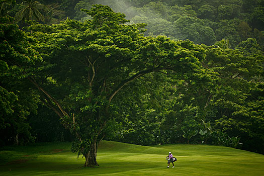 A  golfer is dwarfed by the majestic flora, here at the 16th