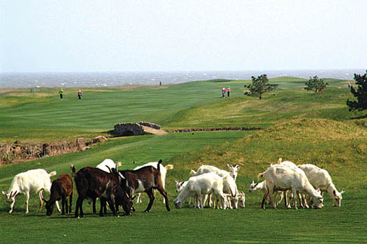 Goats graze on the rough grass at Tiger Beach Golf Links in Shandong province, China