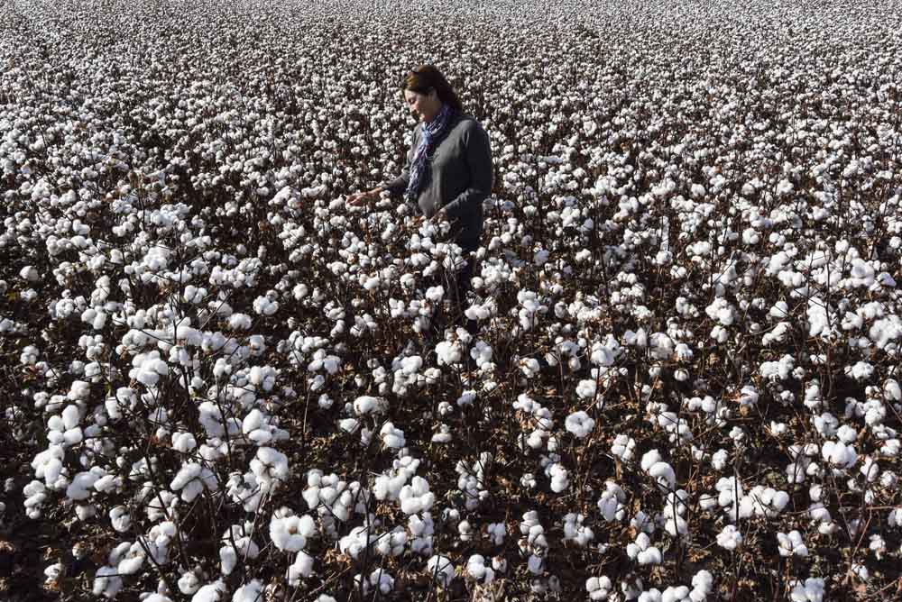 The Cotton Field