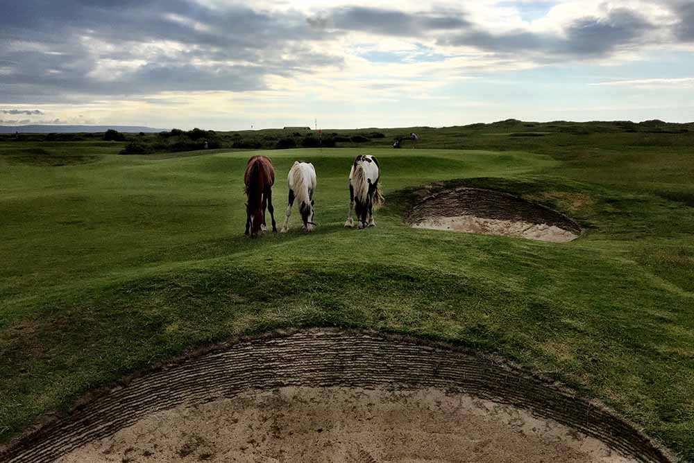The Horses: Immovable Obstructions at RND