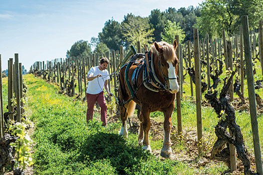 Biodynamic viticulture uses the principles of organic farming but goes further